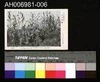 藏品(北支事變明信片)的圖片